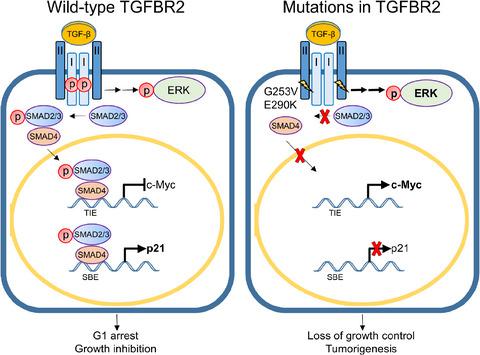 Targeted Sequencing Of Cancer Related Genes In Nasopharyngeal Carcinoma Identifies Mutations In The Tgf B Pathway Cancer Medicine X Mol