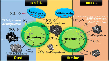 In Situ Utilization Of Soluble Microbial Product Smp Cooperated With Enhancing Smp Dependent Denitrification In Aerobic Anoxic Sequencing Batch Reactor Science Of The Total Environment X Mol