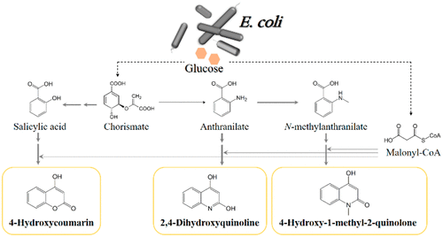 Synthesis Of Three Bioactive Aromatic Compounds By Introducing ...