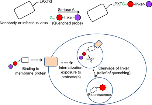 Internalization Of Influenza Virus And Cell Surface Proteins Monitored By Site Specific Conjugation Of Protease Sensitive Probes Acs Chemical Biology X Mol