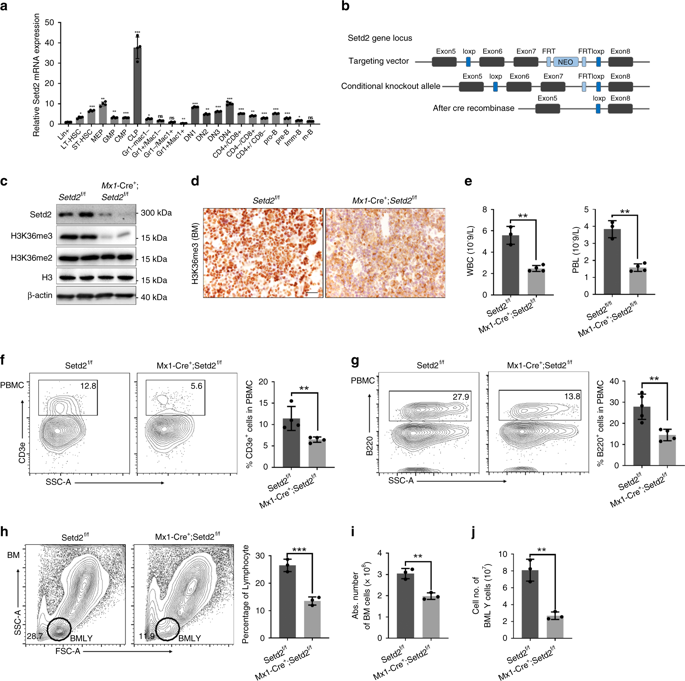 The Histone Methyltransferase Setd2 Is Indispensable For V(D)J ...