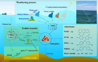 Adsorption Behavior Of Organic Pollutants And Metals On Micro ...