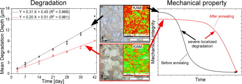 In Vitro Evaluation Of The ZX11 Magnesium Alloy As Potential Bone Plate ...