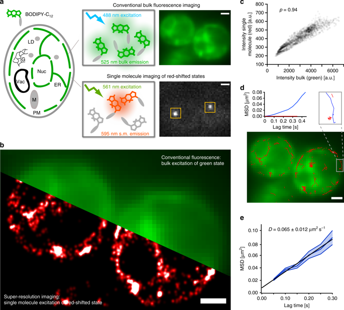 Single-molecule Localization Microscopy And Tracking With Red-shifted ...