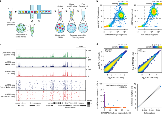 Massively Parallel Single Cell Chromatin Landscapes Of Human Immune Cell Development And Intratumoral T Cell Exhaustion Nature Biotechnology X Mol