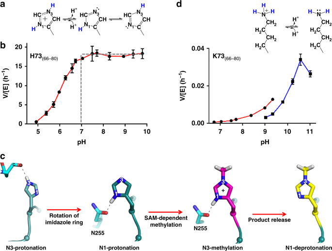 Structural Basis For The Target Specificity Of Actin Histidine Methyltransferase Setd3 Nature Communications X Mol