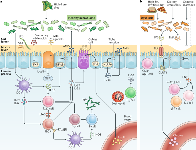 The Intestinal Microbiota Fuelling Metabolic Inflammation.,Nature ...