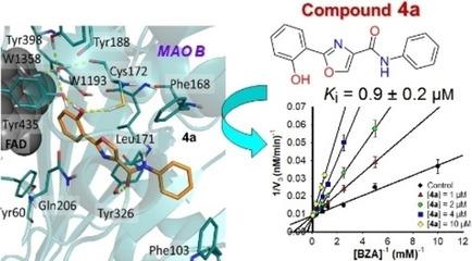 2-Phenyloxazole-4-carboxamide As A Scaffold For Selective Inhibition Of ...