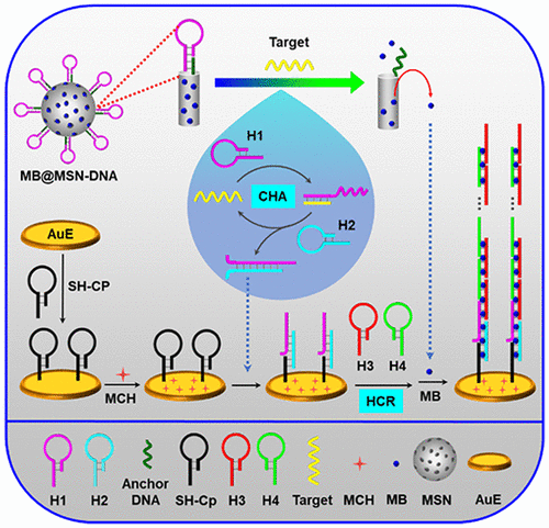 Mesoporous Silica Containers And Programmed Catalytic Hairpin Assembly ...