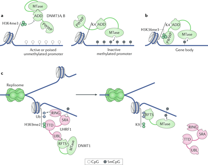 The Diverse Roles Of Dna Methylation In Mammalian Development And Diseasenature Reviews 6211