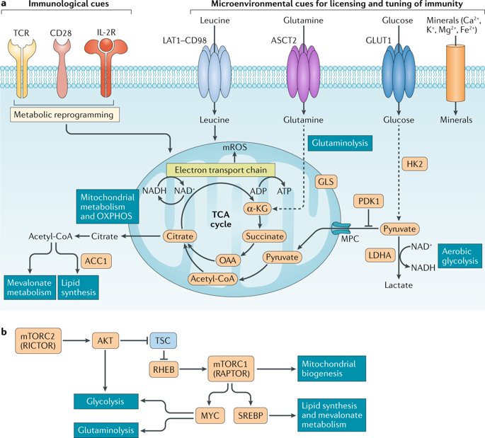 Metabolic Coordination Of T Cell Quiescence And Activation.,Nature ...