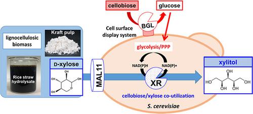 Combined Cell Surface Display Of B D Glucosidase Bgl Maltose Transporter Mal11 And Overexpression Of Cytosolic Xylose Reductase Xr In Saccharomyces Cerevisiae Enhance Cellobiose Xylose Coutilization For Xylitol Bioproduction From