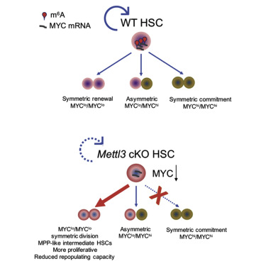 M6a Rna Methylation Maintains Hematopoietic Stem Cell Identity And Symmetric Commitment Cell Reports X Mol