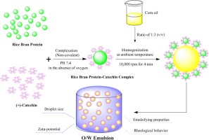 Effects Of Catechin On A Rice Bran Protein Oil In Water Emulsion Droplet Size Zeta Potential Emulsifying Properties And Rheological Behavior Food Hydrocolloids X Mol