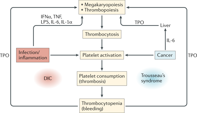 Patrolling The Vascular Borders Platelets In Immunity To Infection And Cancernature Reviews 2216