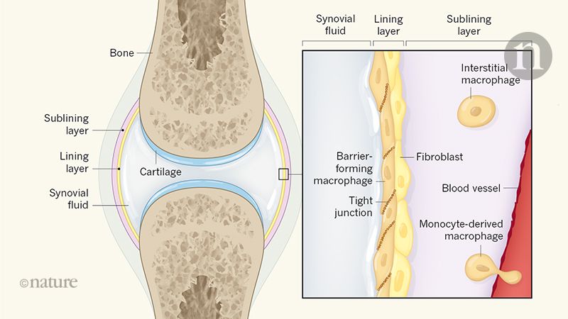 Macrophages Form A Protective Cellular Barrier In Joints Nature X Mol