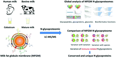 Characterization And Comparison Of Milk Fat Globule Membrane N Glycoproteomes From Human And Bovine Colostrum And Mature Milk Food Function X Mol
