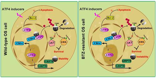 Atf4 Destabilizes Ret Through Nonclassical Grp78 Inhibition To Enhance Chemosensitivity To Bortezomib In Human Osteosarcoma Theranostics X Mol