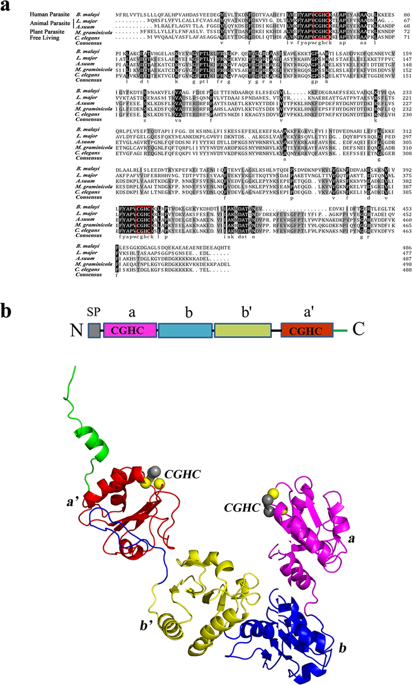 Meloidogyne Graminicola Protein Disulfide Isomerase May Be A Nematode Effector And Is Involved In Protection Against Oxidative Damage Scientific Reports X Mol