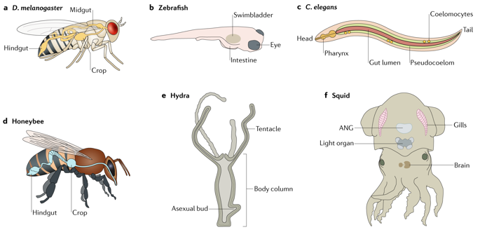 research papers on animal model