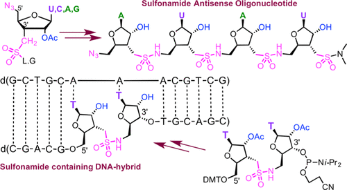 Molecular Construction Of Sulfonamide Antisense Oligonucleotides The Journal Of Organic Chemistry X Mol