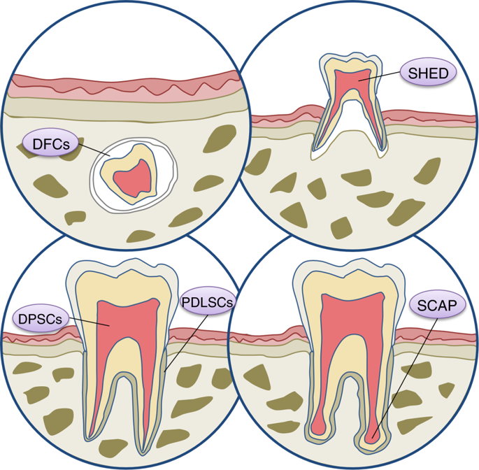 Stem cell-based bone and dental regeneration: a view of microenvironmental  modulation.,International Journal of Oral Science - X-MOL