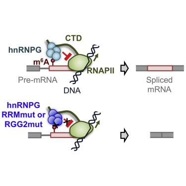 Regulation Of Co Transcriptional Pre Mrna Splicing By M6a Through The Low Complexity Protein Hnrnpg Molecular Cell X Mol