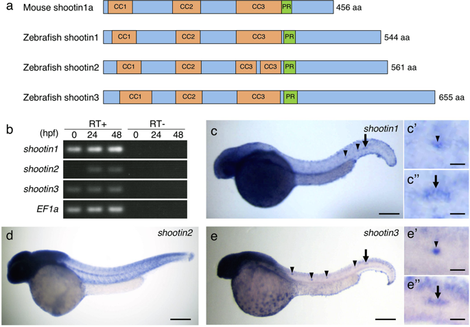 Shootins介导斑马鱼后侧线系统的集体细胞迁移和器官发生 Scientific Reports X Mol