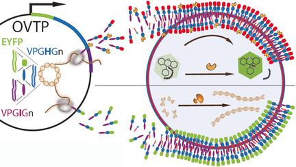 Minimalist Protocell Design: A Molecular System Based Solely On ...