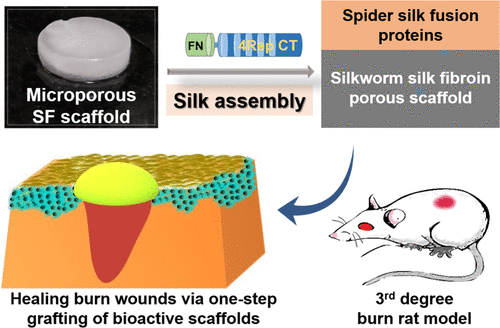 silk protein scaffold