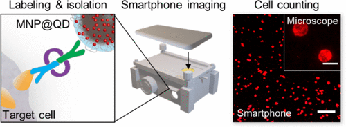 Supraparticle Assemblies Of Magnetic Nanoparticles And Quantum Dots For Selective Cell Isolation And Counting On A Smartphone Based Imaging Platform Analytical Chemistry X Mol