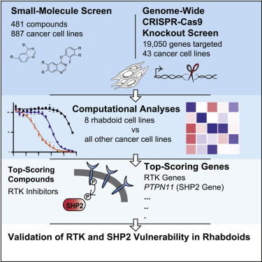 Small Molecule And Crispr Screening Converge To Reveal Receptor Tyrosine Kinase Dependencies In Pediatric Rhabdoid Tumors Cell Reports X Mol