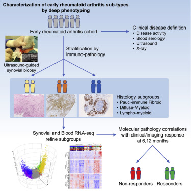 Molecular Portraits Of Early Rheumatoid Arthritis Identify Clinical And Treatment Response Phenotypes Cell Reports X Mol