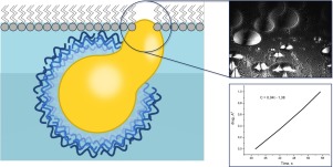 Enzymatic Degradation Of The Polymer Capsules With A Hydrophobic Core In The Presence Of Langmuir Lipid Monolayer As A Model Of The Cellular Membrane Colloids And Surfaces B Biointerfaces X Mol