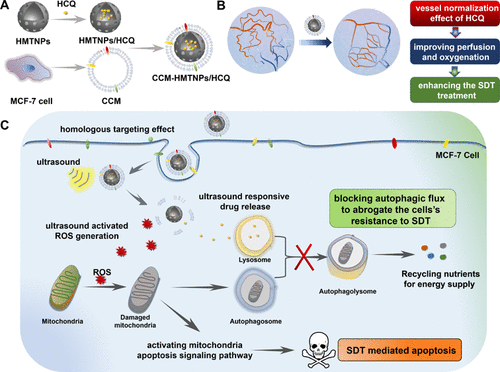 Cancer Cell Membrane Biomimetic Nanoplatform For Enhanced Sonodynamic Therapy On Breast Cancer 