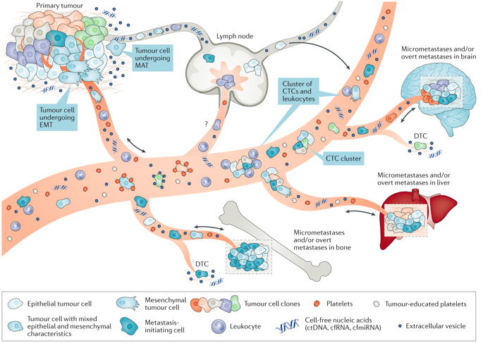 Unravelling Tumour Heterogeneity By Single-cell Profiling Of ...