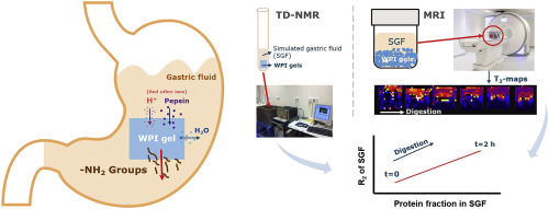 Exploring in vitro gastric digestion of whey protein by time-domain ...