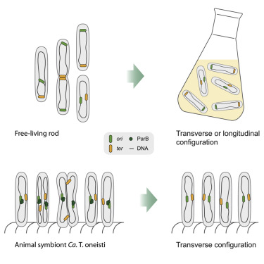 二维分离模式保持共生体染色体朝向其宿主 Current Biology X Mol