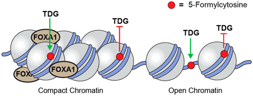 Chromatin Structure And The Pioneering Transcription Factor FOXA1 ...