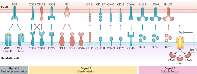 Dendritic Cells In Cancer Immunology And Immunotherapy.,Nature Reviews ...