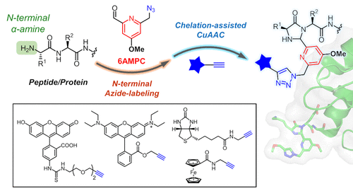 Site Specific Modification Of Proteins Through N Terminal Azide Labeling And A Chelation Assisted Cuaac Reaction Bioconjugate Chemistry X Mol