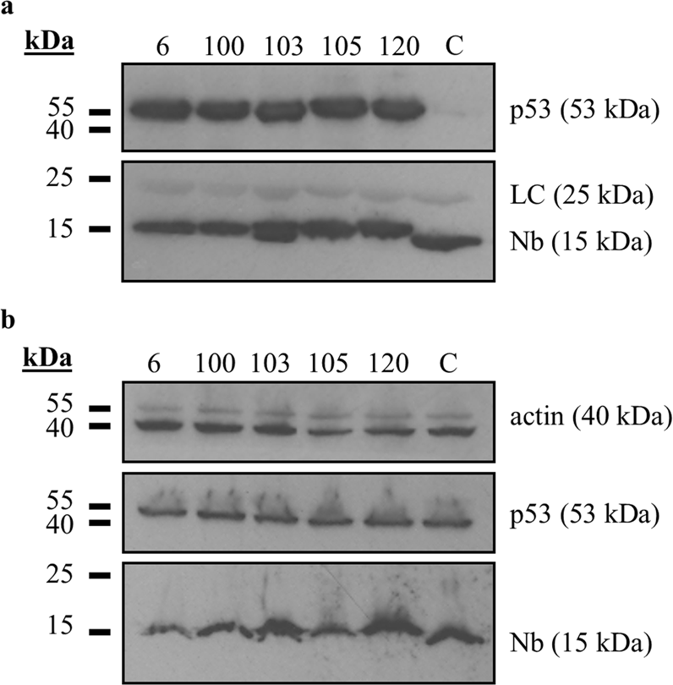 Nb Induced Stabilisation Of P53 In Hpv Infected Cells Scientific Reports X Mol