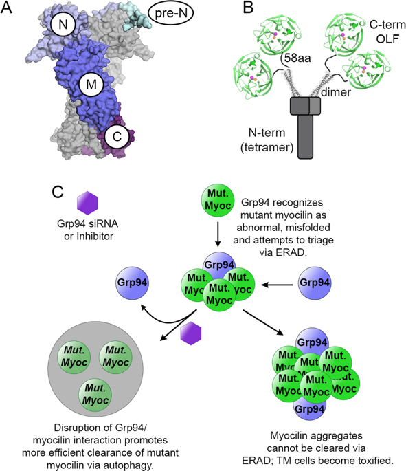 Different Grp94 Components Interact Transiently With The Myocilin Olfactomedin Domain In Vitro To Enhance Or Retard Its Amyloid Aggregation Scientific Reports X Mol