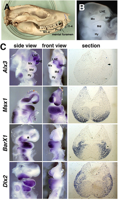 Homeobox Code Model Of Heterodont Tooth In Mammals Revised Scientific Reports X Mol