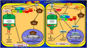 Oral Glutamine Supplementation Attenuate Inflammation And