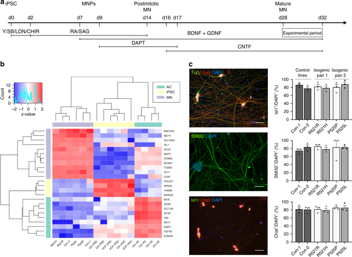 Differentiation But Not Als Mutations In Fus Rewires Motor Neuron Metabolism Nature Communications X Mol