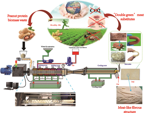 Converting Peanut Protein Biomass Waste Into “Double Green” Meat ...