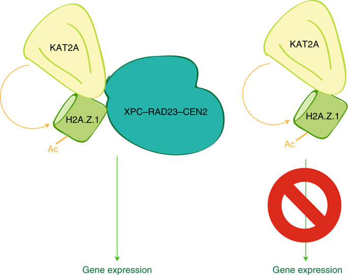 Dna Repair Complex Licenses Acetylation Of H2a Z 1 By Kat2a During Transcription Nature Chemical Biology X Mol