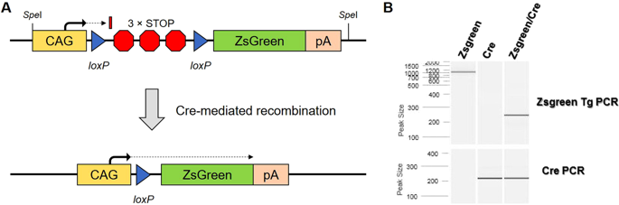 A Novel Conditional Zsgreen Expressing Transgenic Reporter Rat Strain For Validating Cre Recombinase Expression Scientific Reports X Mol