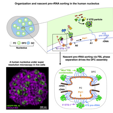 Nascent Pre Rrna Sorting Via Phase Separation Drives The Assembly Of Dense Fibrillar Components In The Human Nucleolus Molecular Cell X Mol